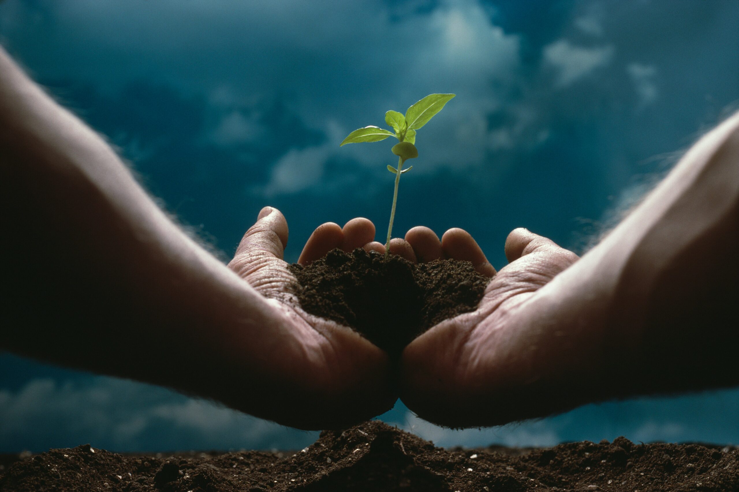 Matt Carroll St. Louis Cardinals - Sustainable Leadership